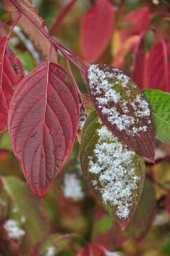Delicadeza da neve nas folhas de Outono, em parque municipal em Mount Shasta, na Califórnia, nos Estados Unidos